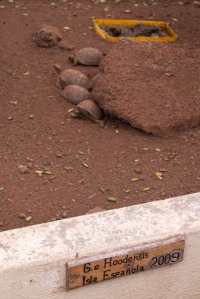 Baby Española Tortoises